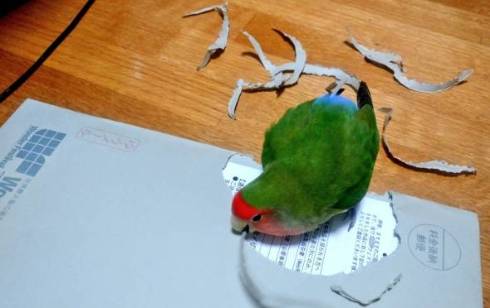 開封するインコ