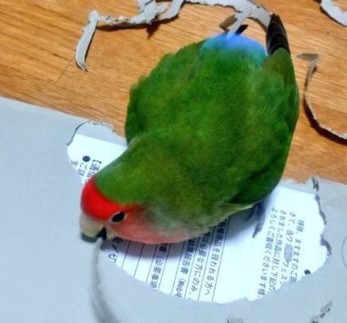 コザクラインコ ワンフェス封筒 開封