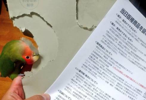 コザクラインコ ワンフェス封筒 開封