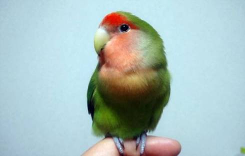 コザクラインコ ワンフェス封筒 開封