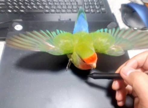 コザクラインコ ワンフェス封筒 開封