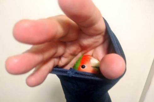 コザクラインコ ワンフェス封筒 開封