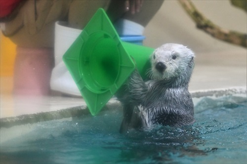 ラッコバズーカがかわいい