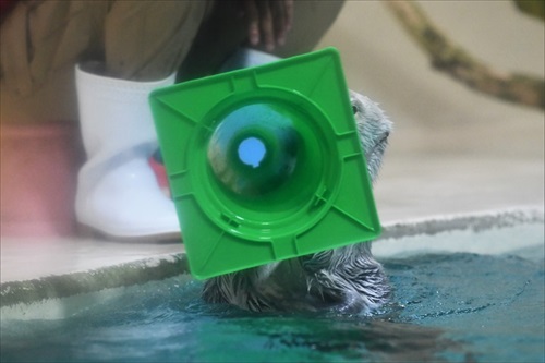 ラッコバズーカがかわいい