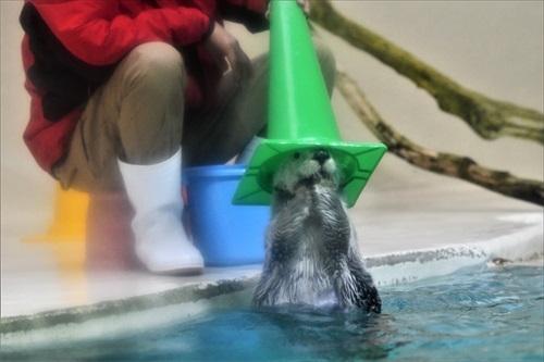 ラッコバズーカがかわいい