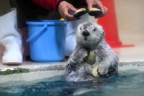 ラッコバズーカがかわいい