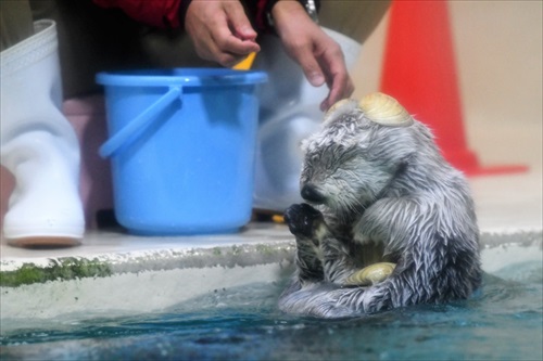 ラッコバズーカがかわいい
