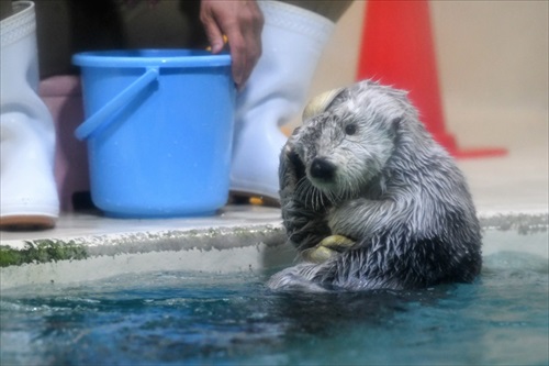 ラッコバズーカがかわいい