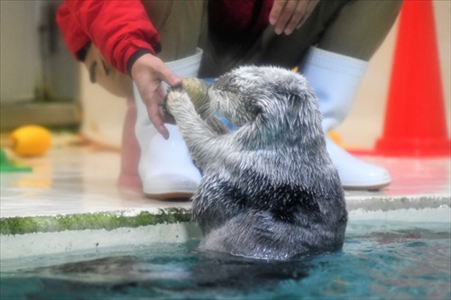 ラッコバズーカがかわいい