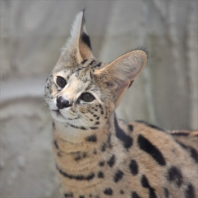 ラッコバズーカがかわいい