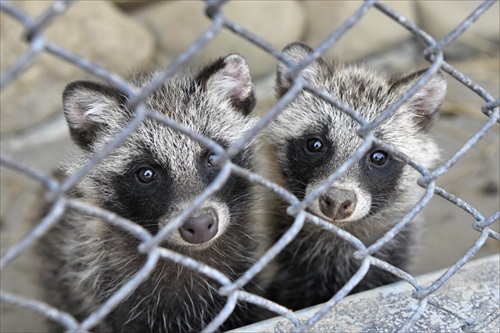 ラッコバズーカがかわいい