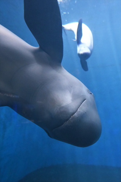 ラッコバズーカがかわいい