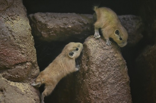 ラッコバズーカがかわいい