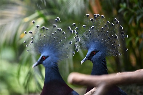 ラッコバズーカがかわいい