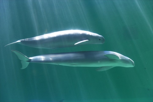 ラッコバズーカがかわいい