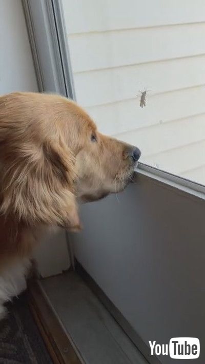 「Glass Keeps Goofball Golden from Eating Grasshopper || ViralHog」