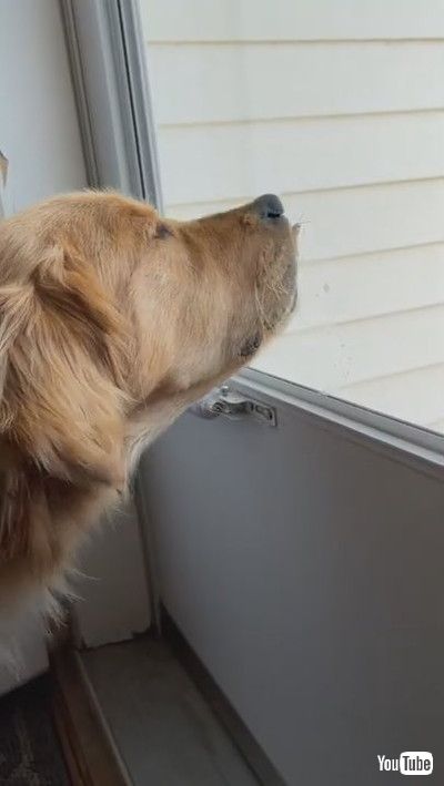 「Glass Keeps Goofball Golden from Eating Grasshopper || ViralHog」