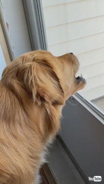 「Glass Keeps Goofball Golden from Eating Grasshopper || ViralHog」