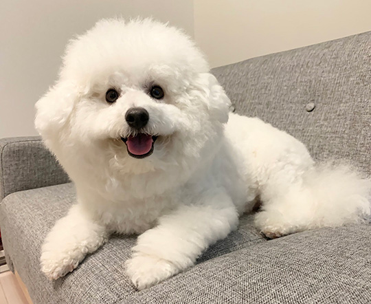 プペルビションフリーゼさん