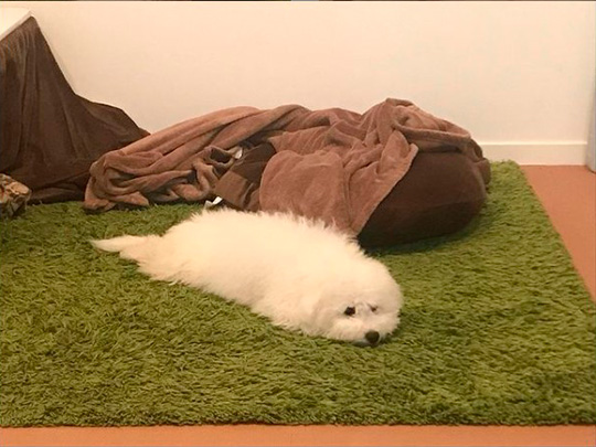 プペルビションフリーゼさん