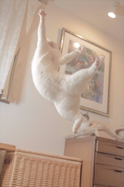 ボヨンボヨンの猫ちゃん