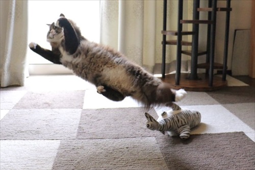 ボヨンボヨンの猫ちゃん
