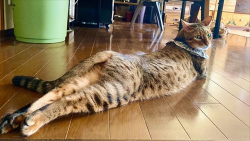 ボヨンボヨンの猫ちゃん