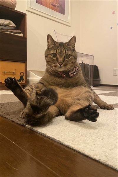 ボヨンボヨンの猫ちゃん