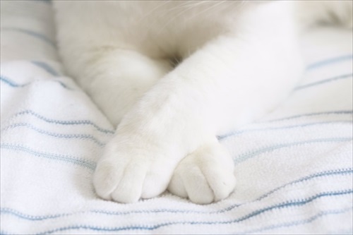 ボヨンボヨンの猫ちゃん