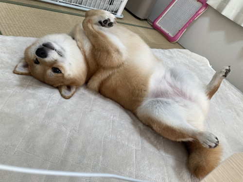 誘惑するナナちゃん
