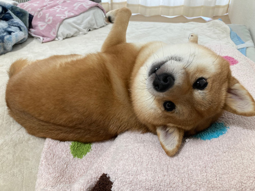 見返りナナちゃん
