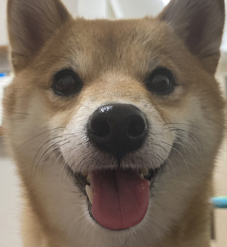 ナナちゃんアップ