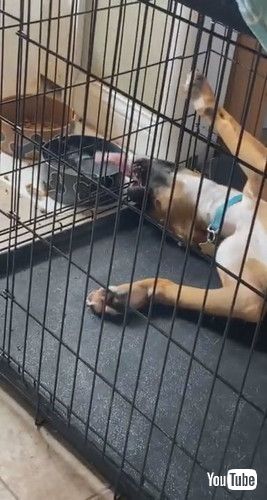 「Boxer Drinks Upside Down and Between Bars || ViralHog」