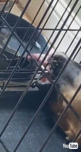 「Boxer Drinks Upside Down and Between Bars || ViralHog」