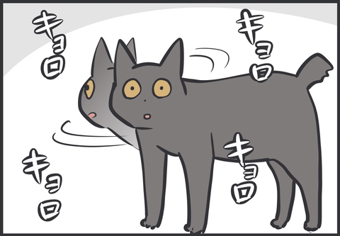 こんなに迷う猫の姿を初めて見た5