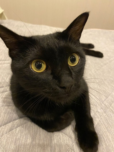 こんなに迷う猫の姿を初めて見た縦写真