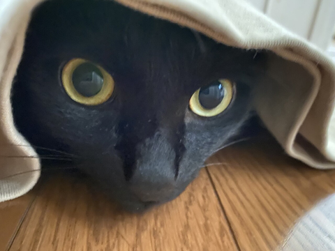 こんなに迷う猫の姿を初めて見た横写真