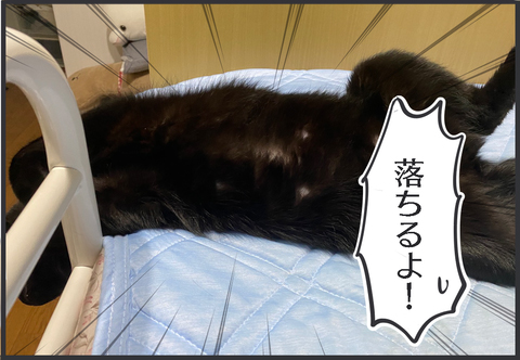 落ちながら待つ猫写真