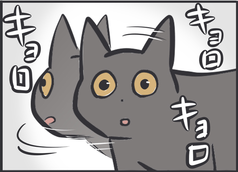 こんなに迷う猫の姿を初めて見た6