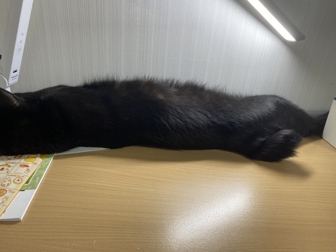 猫の気遣いを感じた時横写真