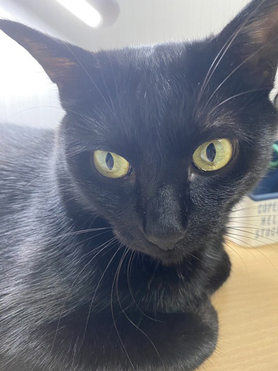 猫の気遣いを感じた時縦写真