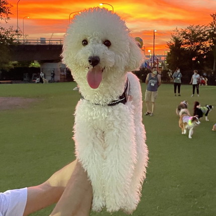 合成感でちゃっためるくん