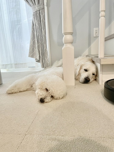 むうさんとめるくん