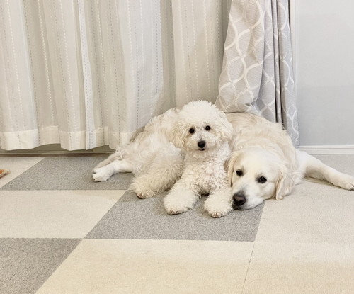 むうさんとめるくん