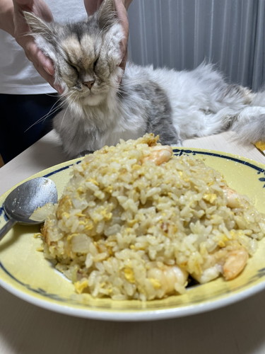 チャーハンチェックもかちゃん