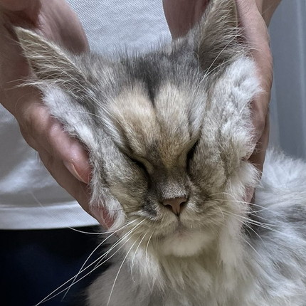 チャーハンチェックもかちゃん