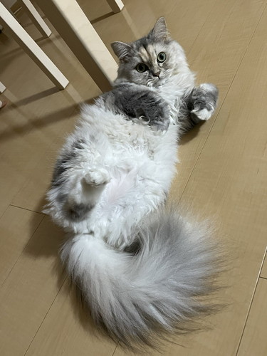 もかちゃんいろいろ