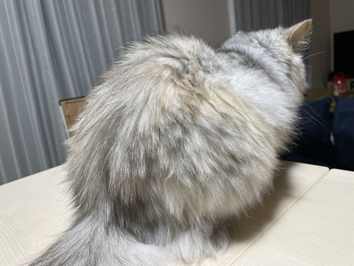 もかちゃんいろいろ