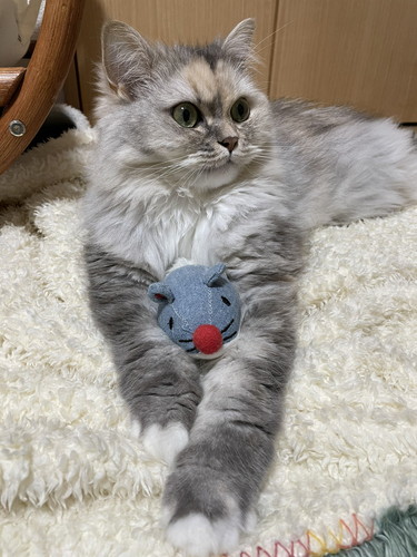 もかちゃんいろいろ