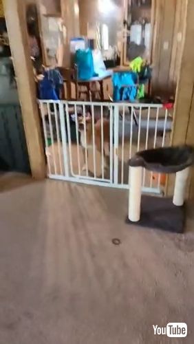 Springs Straight Over Gate